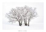 Arbres recouverts de givre sous la neige. Massif des Bauges.