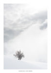 Arbre dans la neige et nuages. Massif des Bauges.