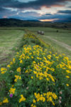 Fleurs et meules de foin